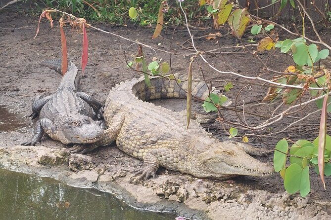 visit-to-the-everglades-in-french