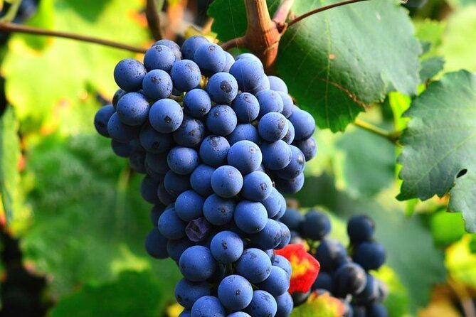 visit-to-the-faugeres-vineyards-with-picnic-from-beziers