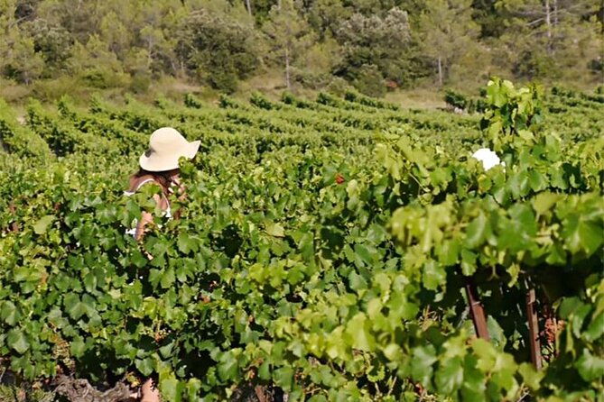 visit-to-the-faugeres-vineyards-with-picnic-from-beziers