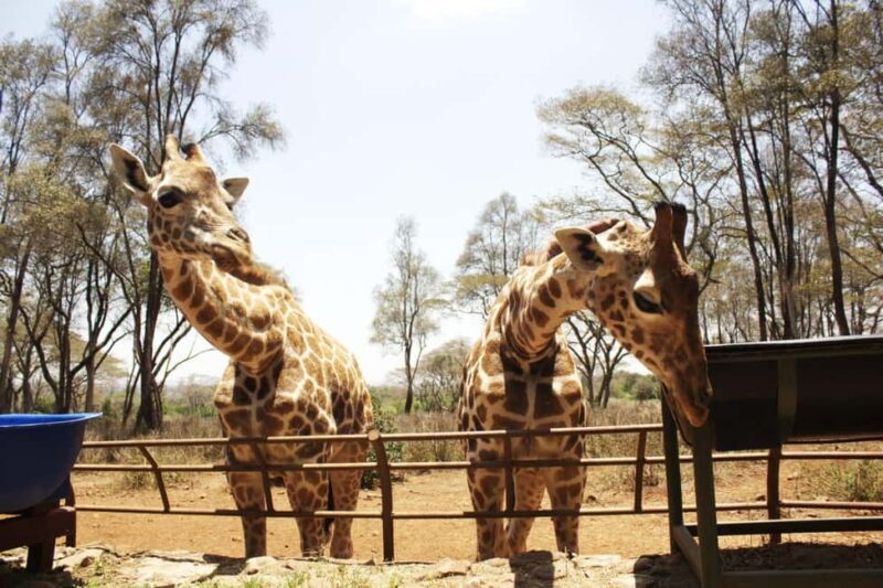 Visit to the Giraffe Centre - Key Points
