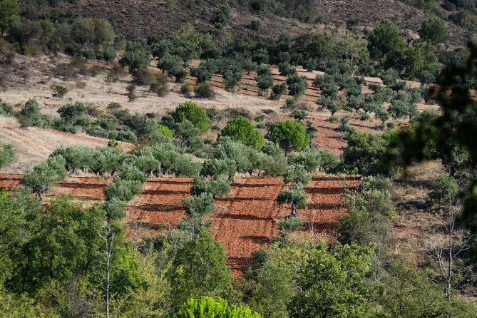 visit-to-the-oil-mill-with-evoo-experiences-in-cuenca
