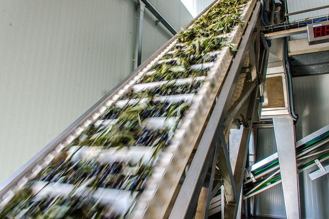 visit-to-the-oil-mill-with-evoo-experiences-in-cuenca