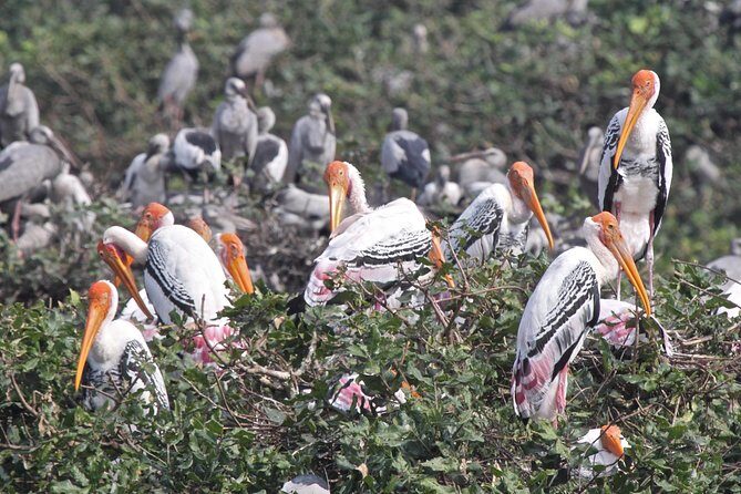 Visit to Vedanthangal Bird Sanctuary from Chennai - Key Points