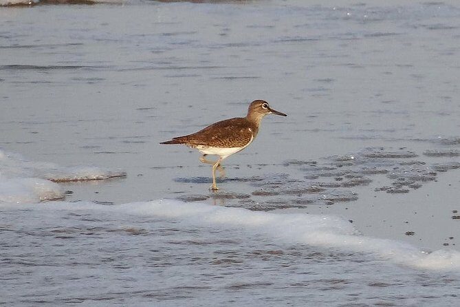 Visit to Vedanthangal Bird Sanctuary from Chennai - The Practical Details and Value