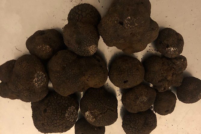 visit-truffle-fields-and-hunt-with-a-dog-in-all-seasons