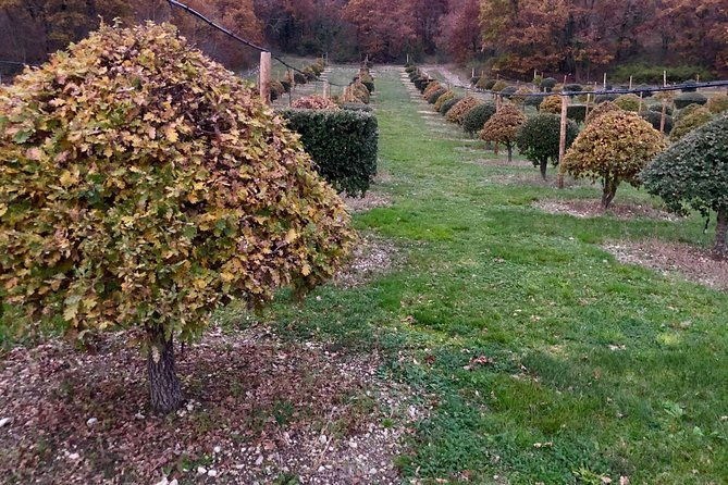 visit-truffle-fields-and-hunt-with-a-dog-in-all-seasons