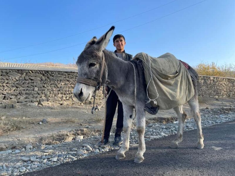 Visit Ukhum (Nourata Mountains), petroglyphs, and a donkey ride (3 days) - Who Is This Tour Best For?