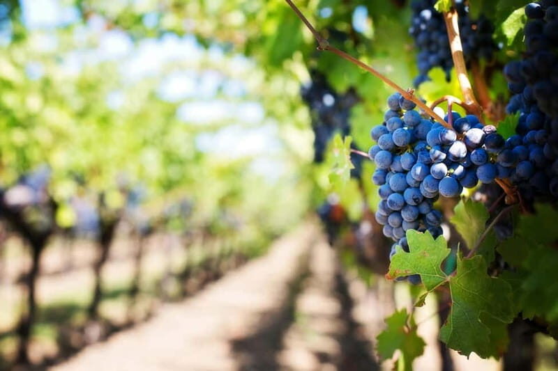 Visit winery in guadalest - Assessing the Value and Who Will Love It