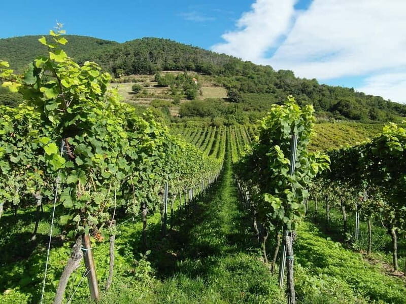 Visit winery in guadalest - Final Thoughts
