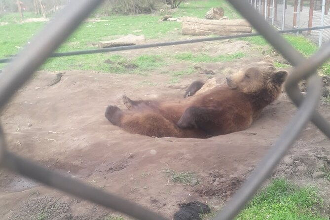 visiting-a-bear-and-wolf-sanctuary
