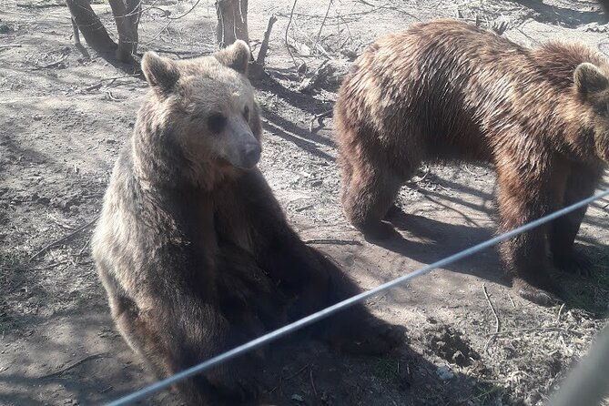 visiting-a-bear-and-wolf-sanctuary