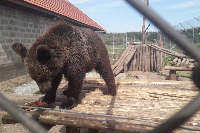 visiting-a-bear-and-wolf-sanctuary