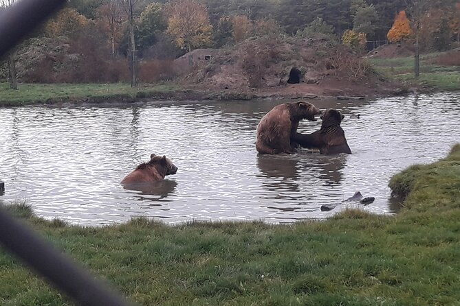visiting-a-bear-and-wolf-sanctuary