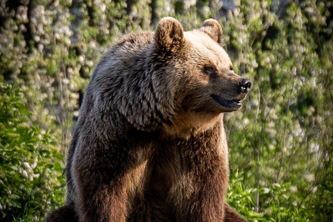 visiting-a-bear-and-wolf-sanctuary