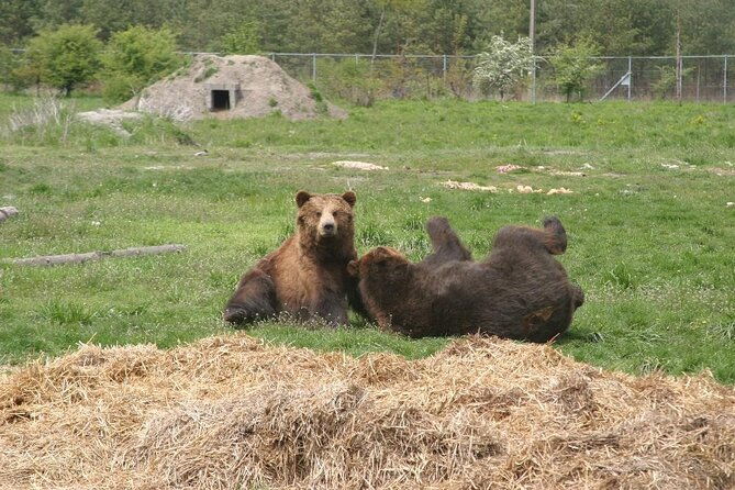 visiting-a-bear-and-wolf-sanctuary