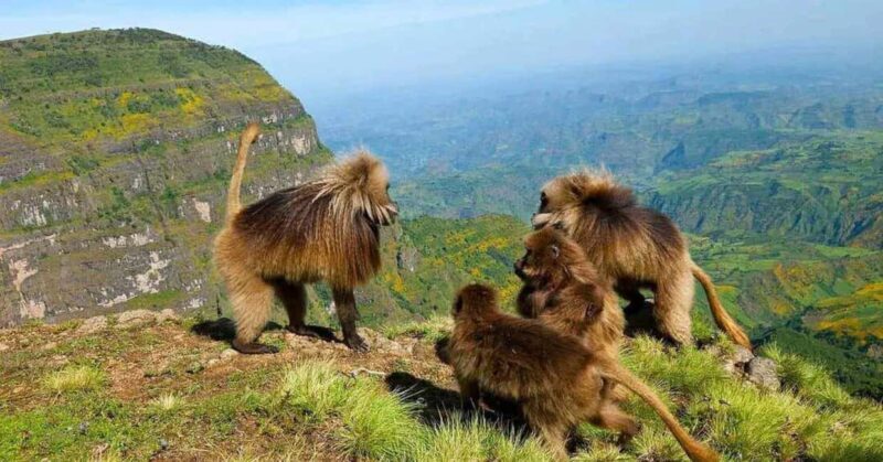 Visiting Bahir Dar, Gonder & trek to Simien Mountain 5 Days - Detailed Review of the 5-Day Ethiopia Adventure