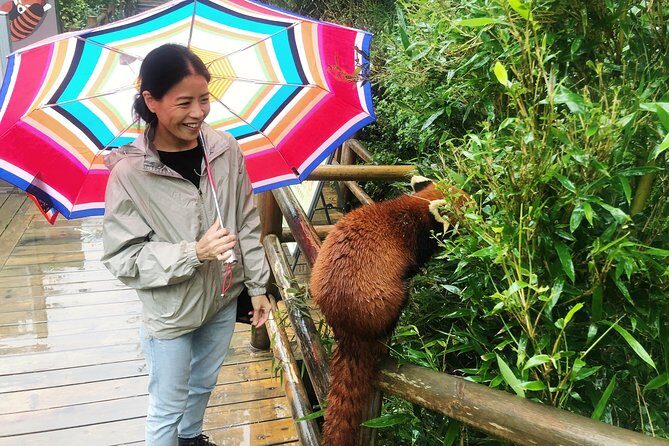 Visiting Chengdu Panda Base in a Half Day - Authentic Insights from Reviewers