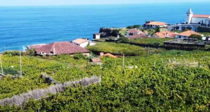 visiting-local-vineyard-with-wine-tasting-lunch-included-2