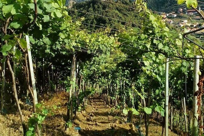 visiting-local-vineyard-with-wine-tasting-lunch-included