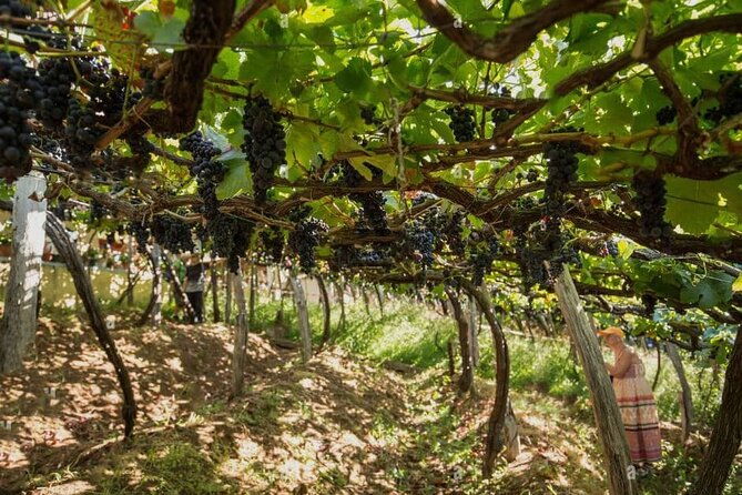 visiting-local-vineyard-with-wine-tasting-lunch-included