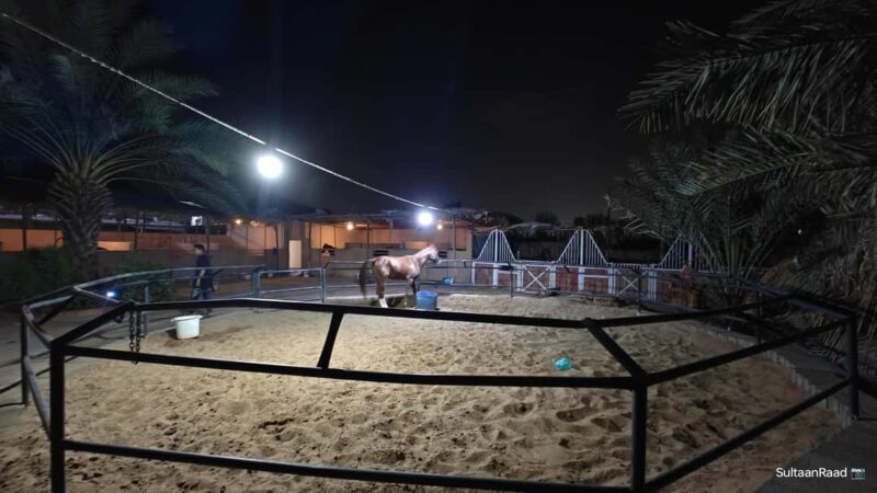 Visiting Site for Horses of Medinah - The Sum Up