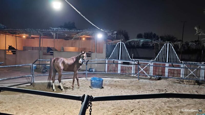 Visiting Site for Horses of Medinah - FAQ