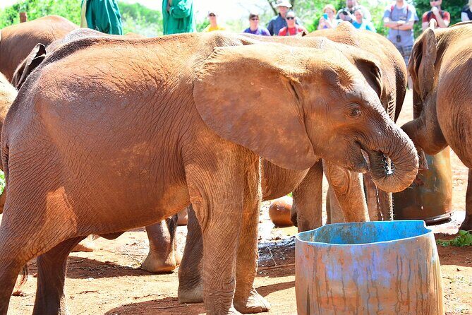 Visiting the Nairobi Elephant Orphanage Tours and Tickets - The Sum Up