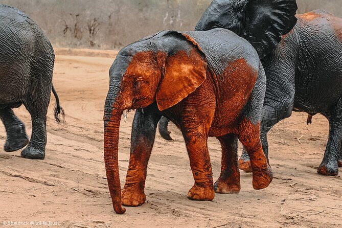 Visiting the Nairobi Elephant Orphanage Tours and Tickets - FAQ
