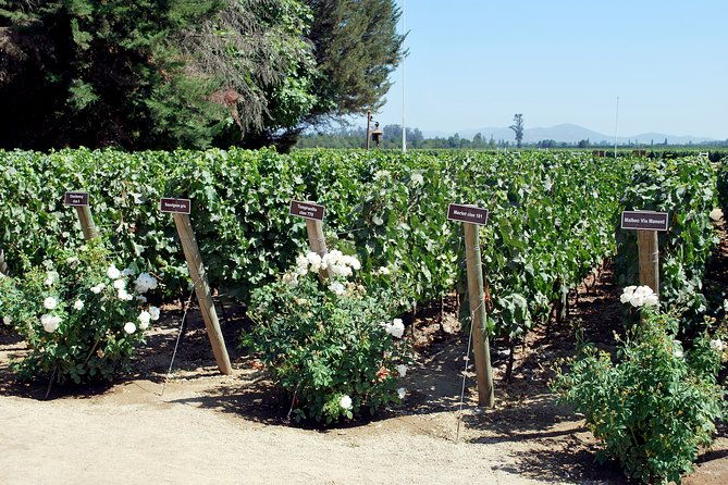 viu-manent-and-montes-winery-colchagua-valley-from-semi-private