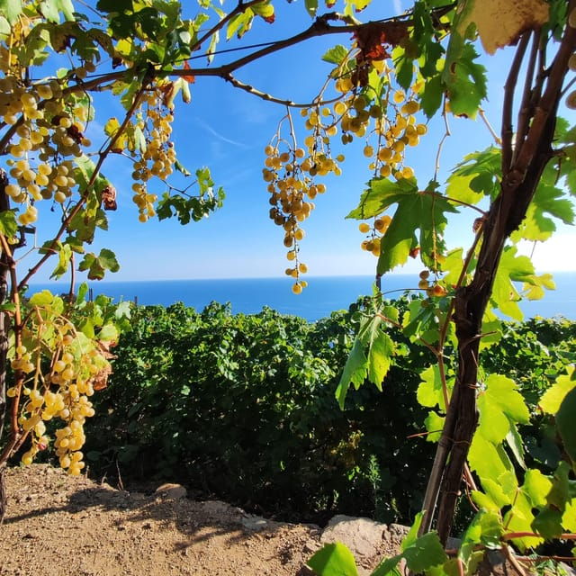 volastra-barca-wine-tasting-in-cinque-terre-and-pesto-class