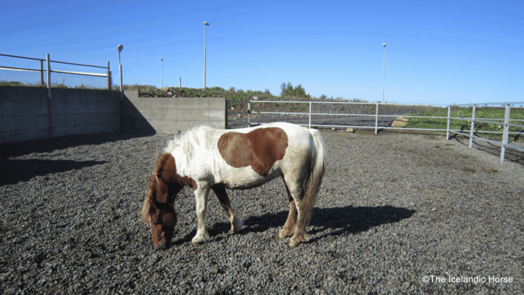 volcanic-landscape-iceland-horse-riding-tours