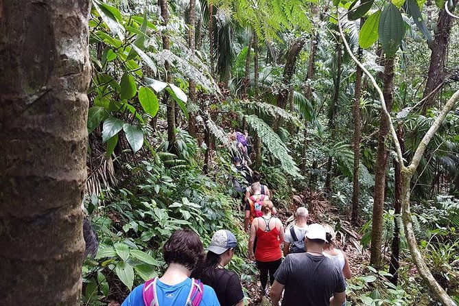 volcano-crater-hiking-tour-in-st-kitts
