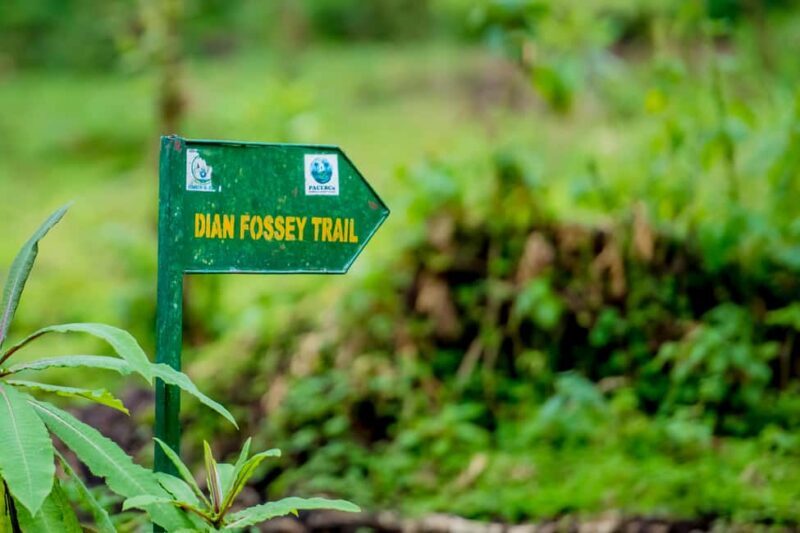 Volcanoes National Park: Dian Fossey Tomb Hike from Kigali - Key Points