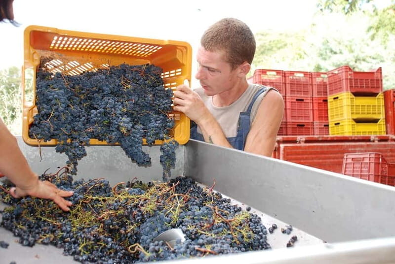 Volterra: Winery Guided Tour and Experience with Tasting - Final Thoughts