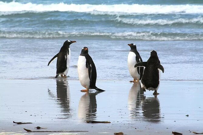 volunteer-point-in-falkland-islands