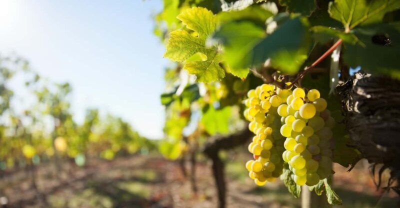 vouvray-wine-half-day-tour-from-tours