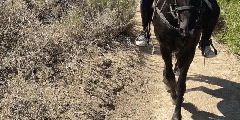Vrede en Lust Wine Estate: 2H Horse Trail - Final Thoughts