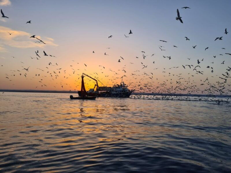 vrsar-dolphin-sunrise-adventure-with-speedboat