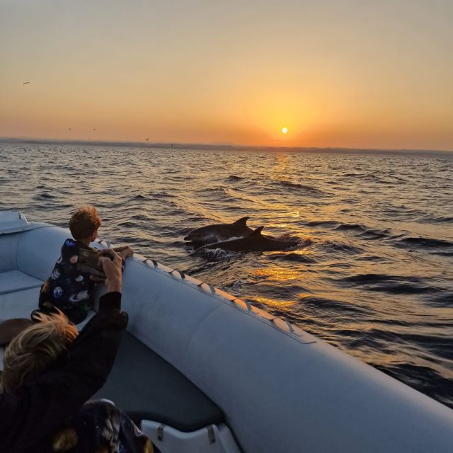 vrsar-dolphin-sunrise-adventure-with-speedboat