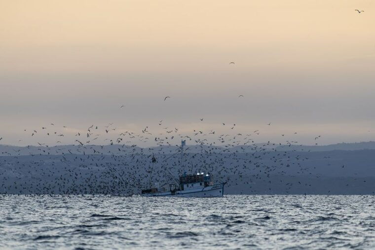 vrsar-dolphin-sunrise-adventure-with-speedboat