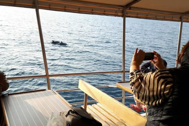 vrsar-dolphin-watching-boat-tour-including-drinks-2