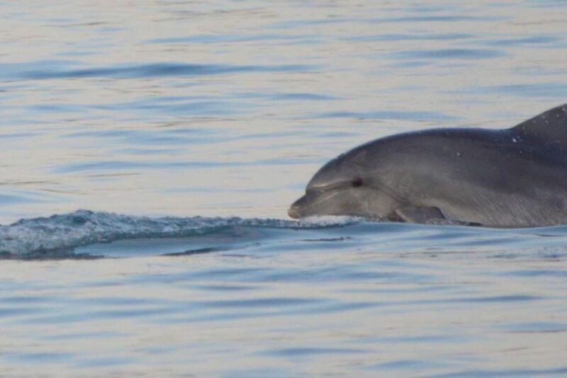 vrsar-dolphin-watching-boat-tour-including-drinks