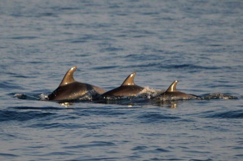 vrsar-dolphin-watching-boat-tour-including-drinks
