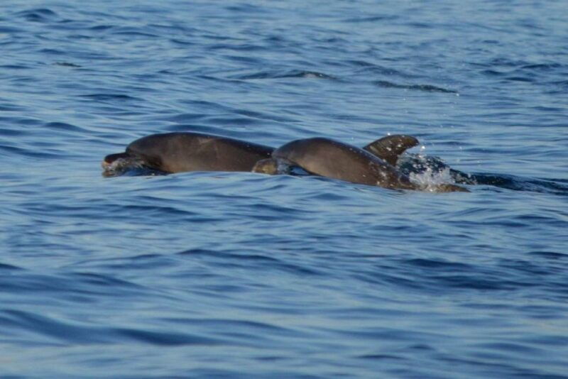 vrsar-dolphin-watching-boat-tour-including-drinks