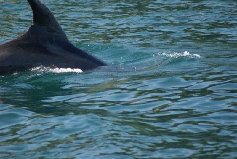 vrsar-dolphin-watching-boat-tour-including-drinks