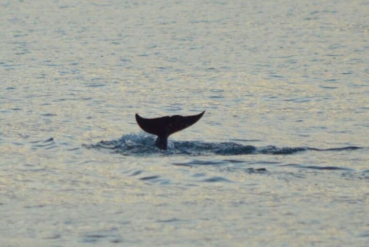 vrsar-dolphin-watching-boat-tour-including-drinks