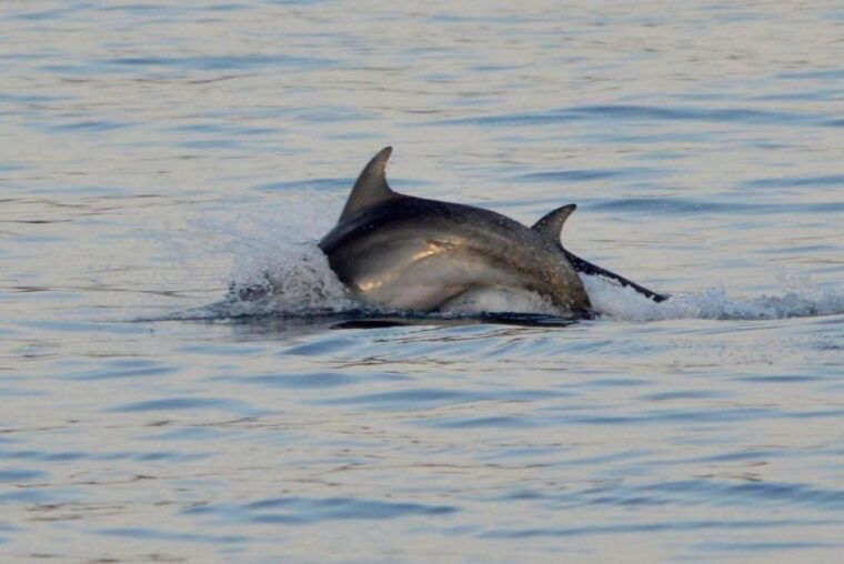 vrsar-dolphin-watching-boat-tour-including-drinks