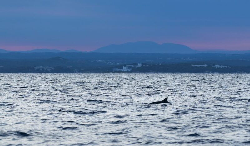 vrsar-dolphin-watching-sunset-adventure-with-speedboat