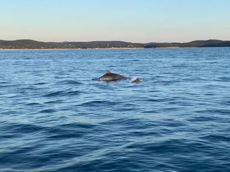 vrsar-dolphin-watching-sunset-adventure-with-speedboat
