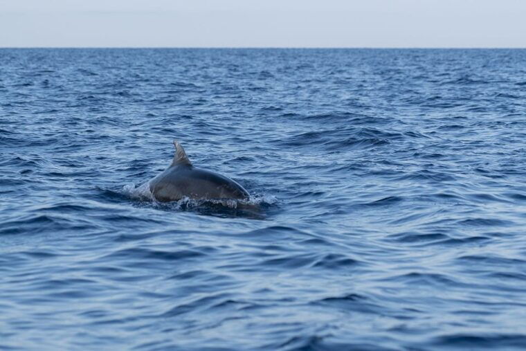 vrsar-dolphin-watching-sunset-adventure-with-speedboat